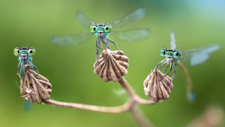 Nahaufnahme von drei kleinen Libellen, die nebeneinander auf einer Pflanze sitzen