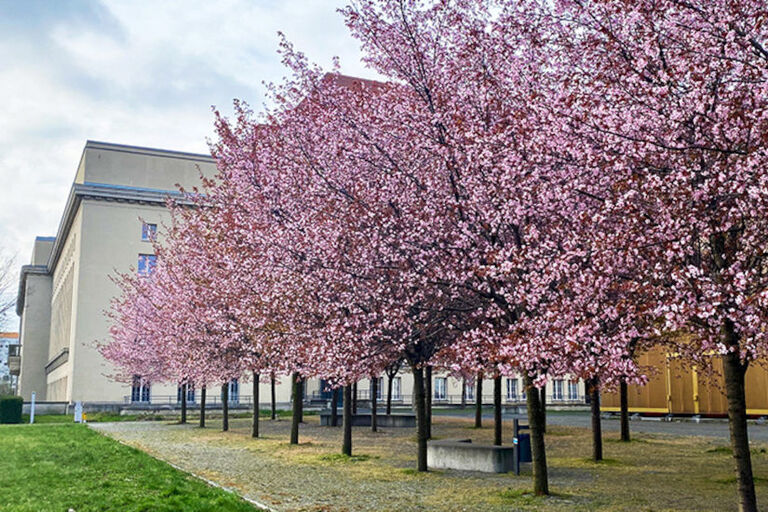 mehrere Reihen von blühenden Kirschbäumen neben der Nationalbibliothek