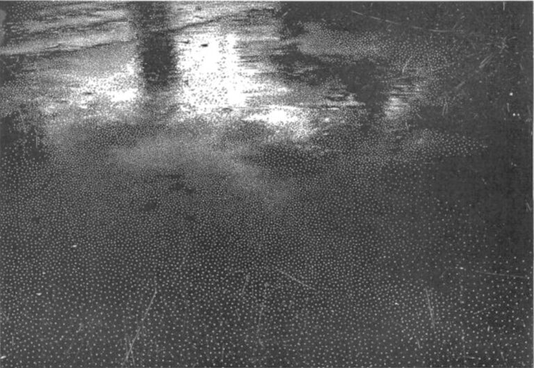 Schwarz-Weiß-Grafik, die eine Spiegelung in einer Pfütze bei Nacht zeigt