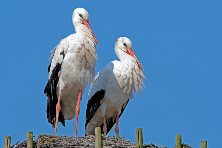 Zwei Störche stehen vor strahlend bleuem Himmel nebeneinander in ihrem Nest.