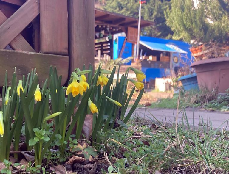 Foto von aufblühenden Krokussen mit einem großen Garten im Hintergrund