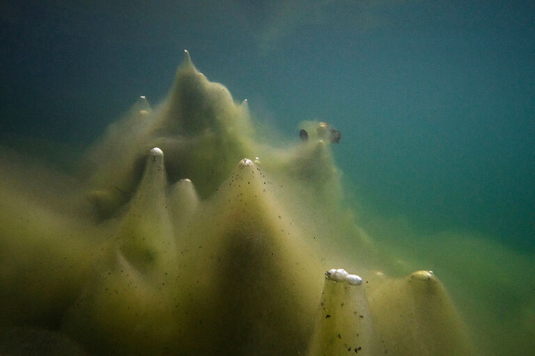Unterwasserfoto, das einen mit Algen bedeckten Seegrund mit Bläschen zeigt.