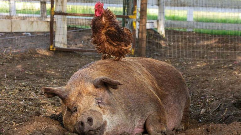 Foto eines schlafenden Schweins, auf dem ein Hahn sitzt.