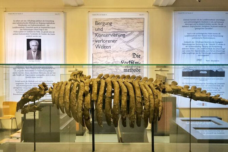 In einem Ausstellungsraum ist in einer Glasvitrine das Skelett eines großen Tieres zu sehen.