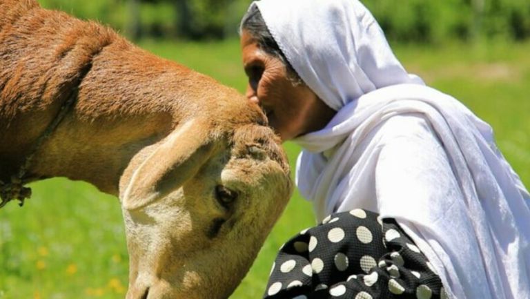 Eine ältere afghanische Frau hockt dicht vor einem Esel, der seinen Kopf an sie lehnt.
