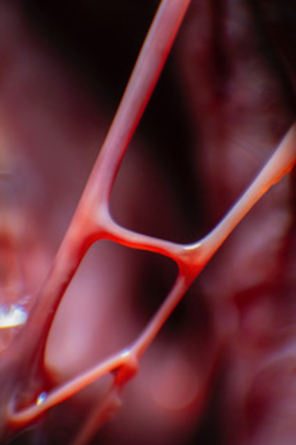 Nahaufnahme von rötlichen, schmalen Strängen, die miteinander verbunden sind