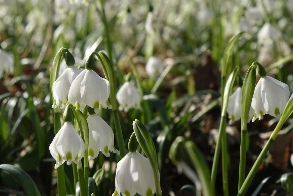 Nahaufnahme von Märzenbechern auf einer Wiese