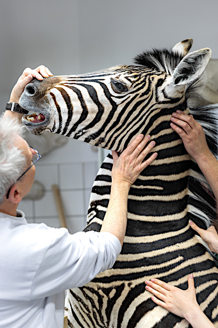 Ein Mitarbeiter des Museums arbeitet an der Präparation eines Zebras