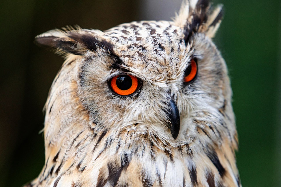 Nahaufnahme vom Kopf eines Uhus mit auffälig orange leuchtenden Augen